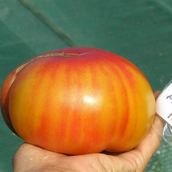 Tomato seeds «Georgia Streak»