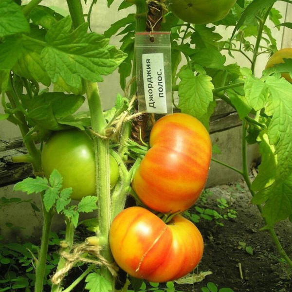 Tomato seeds «Georgia Streak»