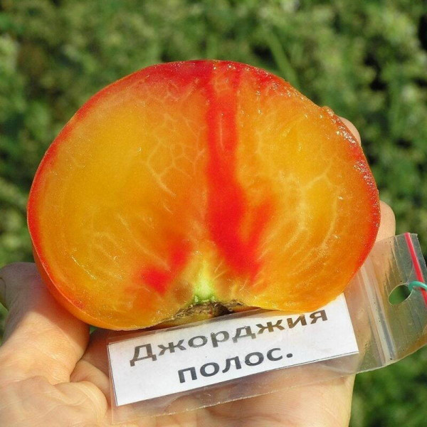 Tomato seeds «Georgia Streak»