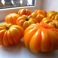 Tomato seeds «American ribbed orange»
