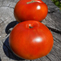 Tomato seeds «Dwarf tasmanian chocolate»