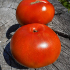 Tomato seeds «Dwarf tasmanian chocolate»