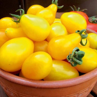 Tomato seeds «Perun»
