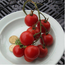 Tomato seeds «Mexican honey»