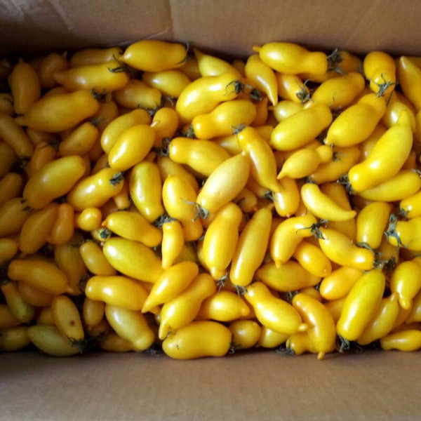 Tomato seeds «Sweet cream»