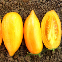 Tomato seeds «Sweet cream»