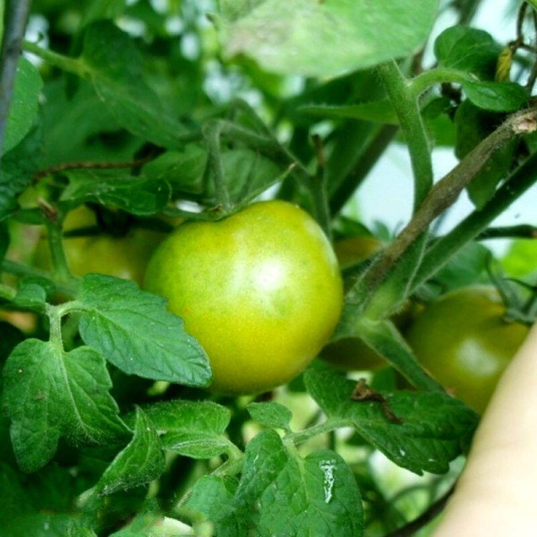Tomato seeds «Lime green salad»