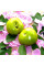 Tomato seeds «Lime green salad»