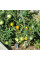 Tomato seeds «Lime green salad»