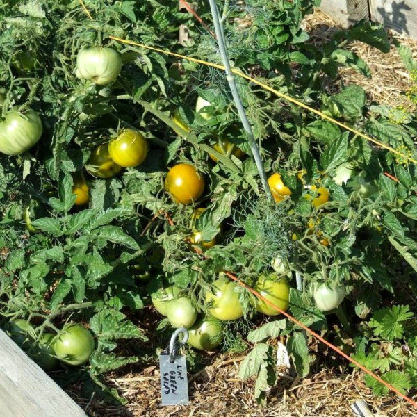 Tomato seeds «Lime green salad»