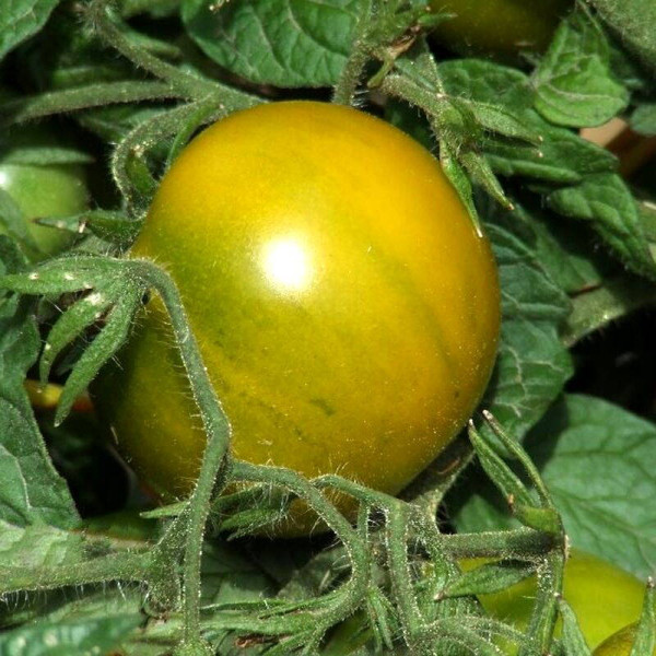 Tomato seeds «Lime green salad»
