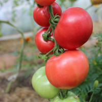 Tomato seeds «Reckless driver Vils»