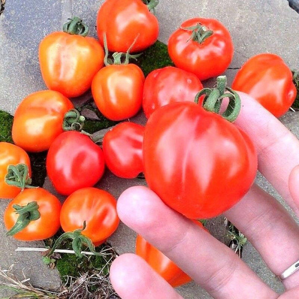 Tomato seeds «Tomatoberry»