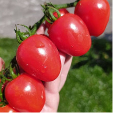 Tomato seeds «Gardener's Sweetheart»