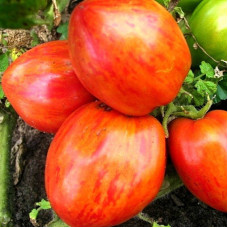 Tomato seeds «Blane Horton`s Striped Balkan Tiger»