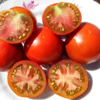Tomato seeds «Dwarf wild Fred»