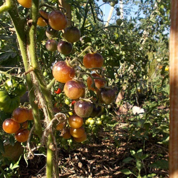 Tomato seeds «Amethyst cream cherry»