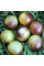 Tomato seeds «Amethyst cream cherry»