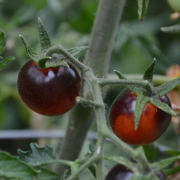 Tomato seeds «Fahrenheit blues»
