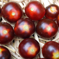 Tomato seeds «Fahrenheit blues»