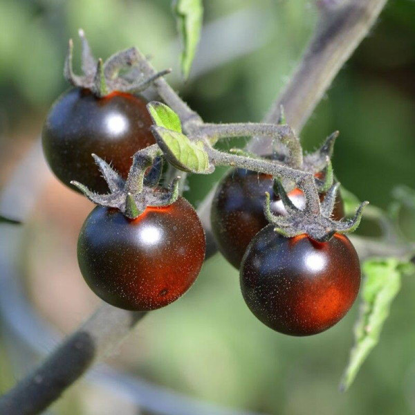 Tomato seeds «Fahrenheit blues»