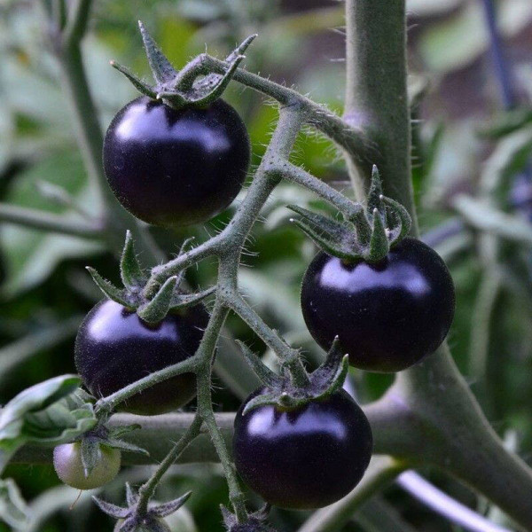 Tomato seeds «Fahrenheit blues»