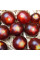 Tomato seeds «Fahrenheit blues»