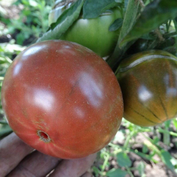 Tomato seeds «Diet Champion»