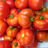 Tomato seeds «Snowdrop»