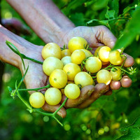 Tomato seeds «Napa Chardonnay»