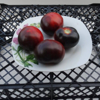 Tomato seeds «Blue Bayou»