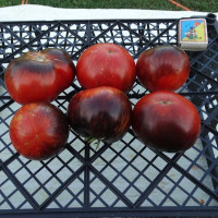 Tomato seeds «Black shadow»