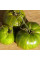 Tomato seeds «Zebra Rita»