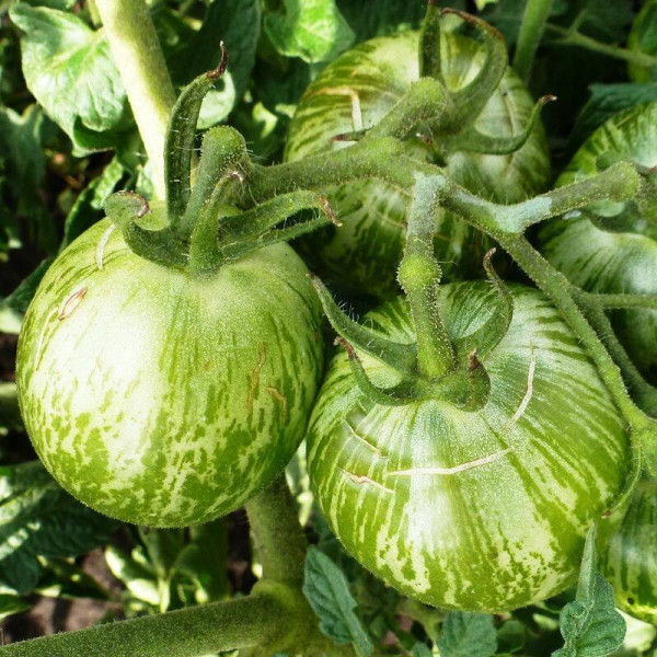 Tomato seeds «Zebra Rita»