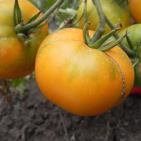 Tomato seeds «Weary sun»