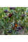 Tomato seeds «Chocolate marmalade»