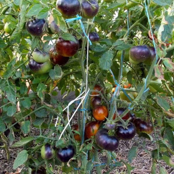 Tomato seeds «Chocolate marmalade»