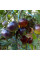 Tomato seeds «Chocolate marmalade»