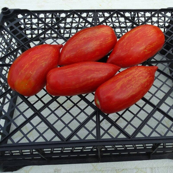 Tomato seeds «Bella»