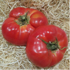 Tomato seeds «Azerbaijani»
