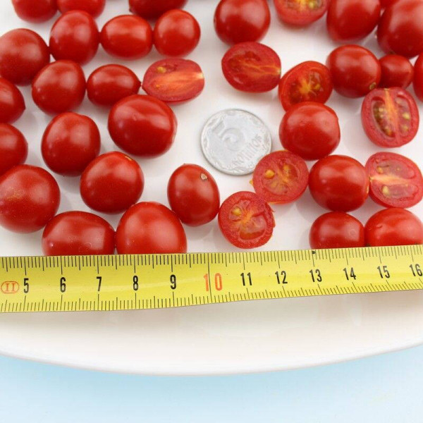 Tomato seeds «Mexiсo midget»