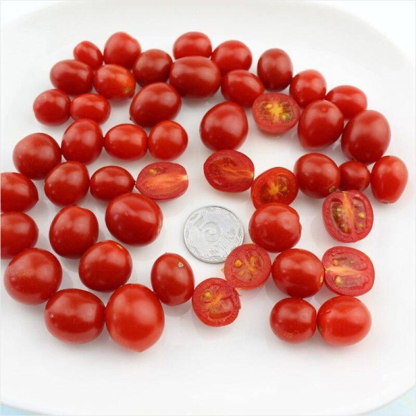 Tomato seeds «Mexiсo midget»