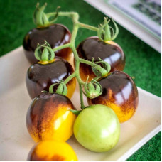 Tomato seeds «Bosque blue bumblebee»