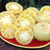 Tomato seeds «Duggin white»