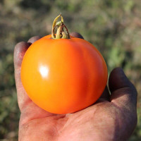 Tomato seeds «Earl of edgecombe»