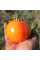 Tomato seeds «Earl of edgecombe»