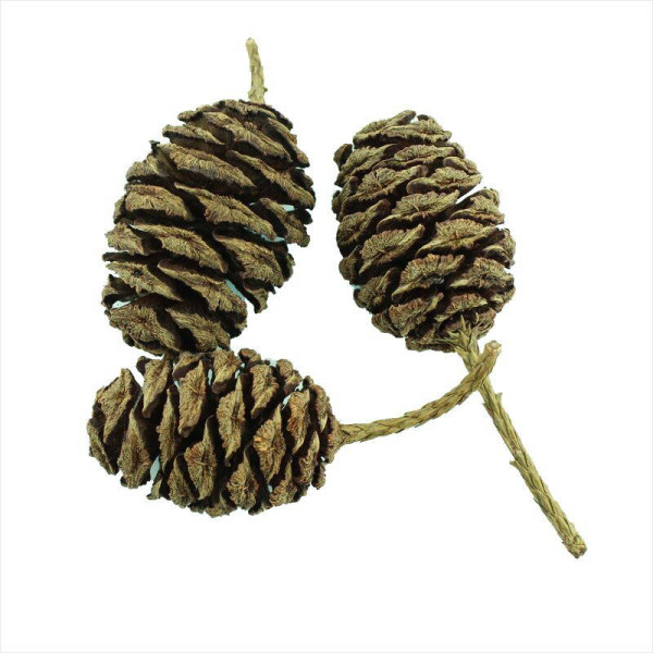 Giant sequoia seeds