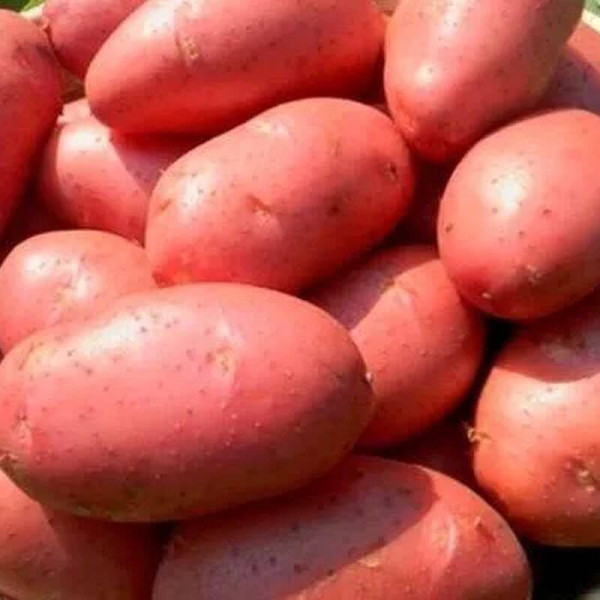 Potato seeds «Beauty»