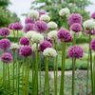 Allium seeds