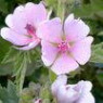 Althaea (marshmallow) seeds
